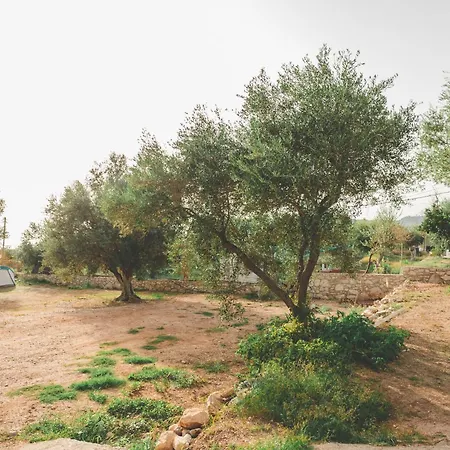 Olive Campsite *