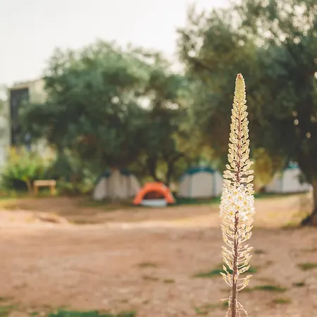 Unique At Olive هيماري