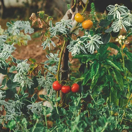 مكان تخييم Unique At Olive