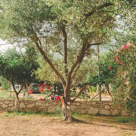 Campsite Unique At Olive