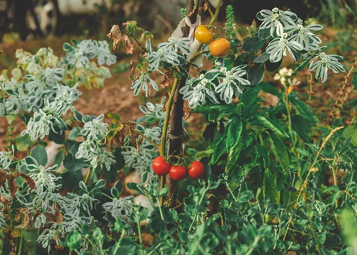 Kemping Unique At Olive